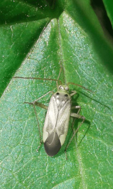 Adelphocoris lineolatus (Miridae)?  S